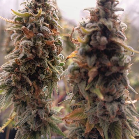 Fat Gorilla  growlog timeline photo