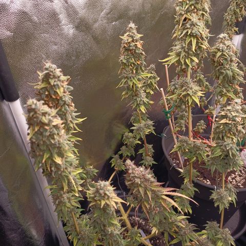 Fat Gorilla  growlog timeline photo