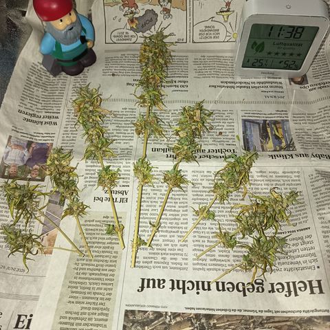 Royal Runtz  growlog timeline photo