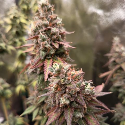 Green Gelato  growlog timeline photo