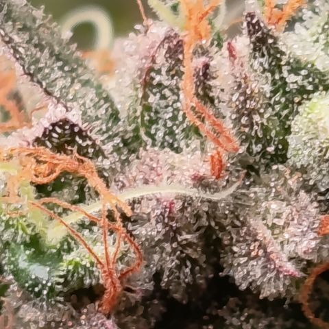 Green Gelato  growlog timeline photo