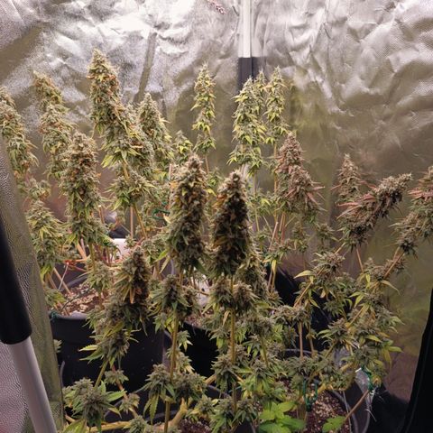 Fat Gorilla  growlog timeline photo