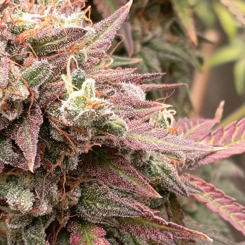Green Gelato  growlog timeline photo