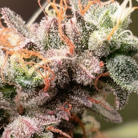 Green Gelato  growlog timeline photo