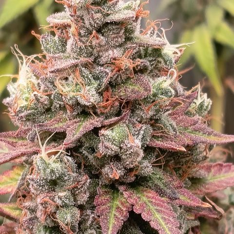 Green Gelato  growlog timeline photo