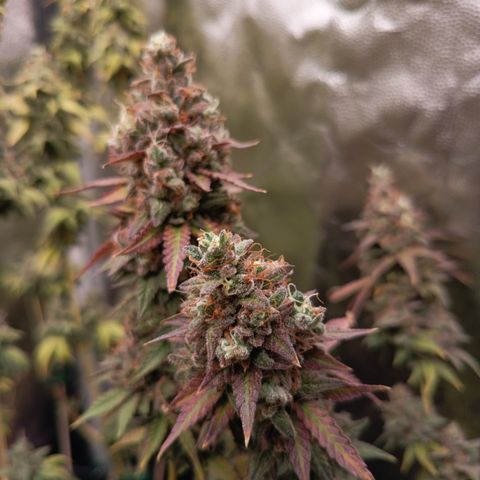 Green Gelato  growlog timeline photo