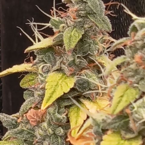Sherbet Queen  growlog timeline photo
