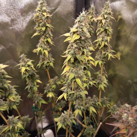 Sherbet Queen  growlog timeline photo