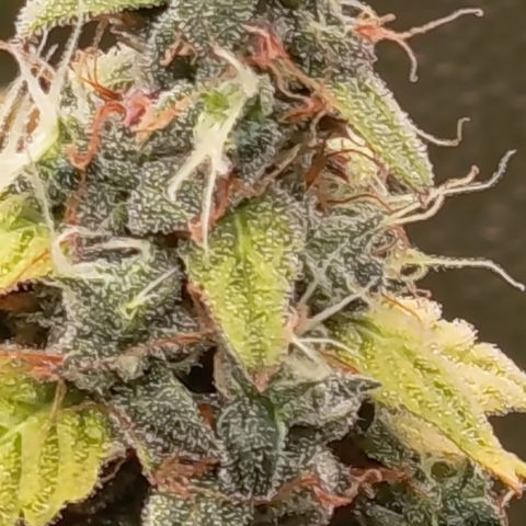 Sherbet Queen  growlog timeline photo