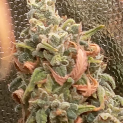 Pink Runtz  growlog timeline photo