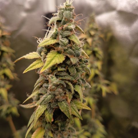 Sherbet Queen  growlog timeline photo