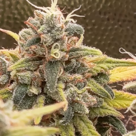 Pink Runtz  growlog timeline photo