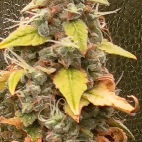 Sherbet Queen  growlog timeline photo