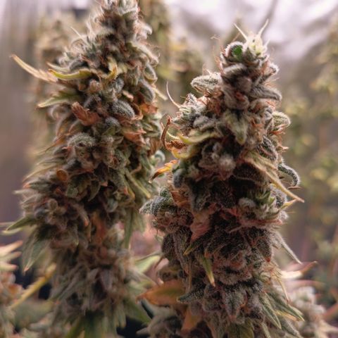 Fat Gorilla  growlog timeline photo