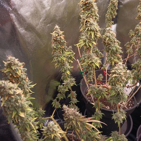 Fat Gorilla  growlog timeline photo