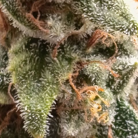Fat Gorilla  growlog timeline photo