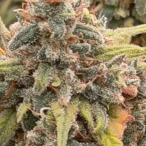 Pink Runtz  growlog timeline photo
