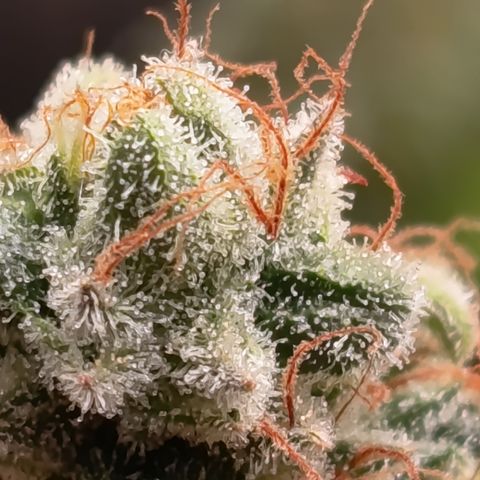 Fat Gorilla  growlog timeline photo