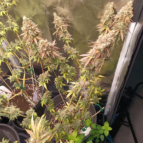 Green Gelato  growlog timeline photo