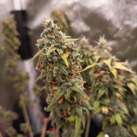 Pink Runtz  growlog timeline photo