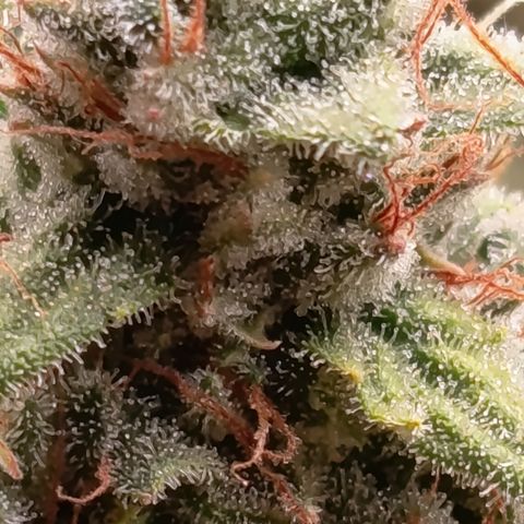 Fat Gorilla  growlog timeline photo