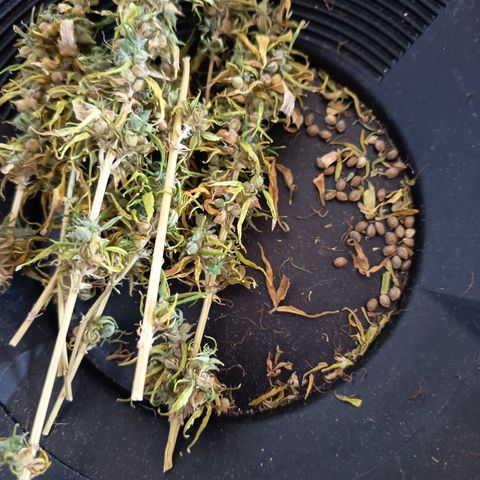 Royal Runtz  growlog timeline photo