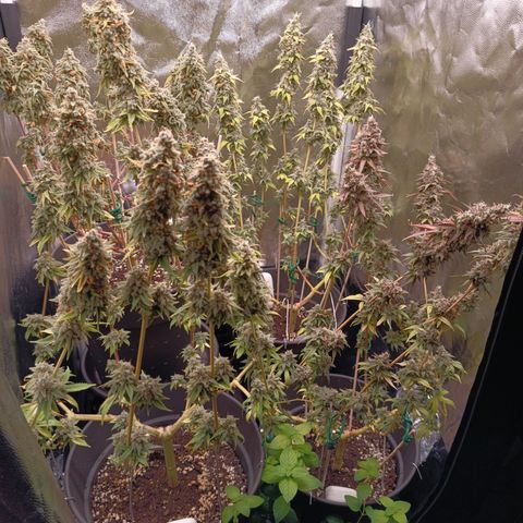 Fat Gorilla  growlog timeline photo