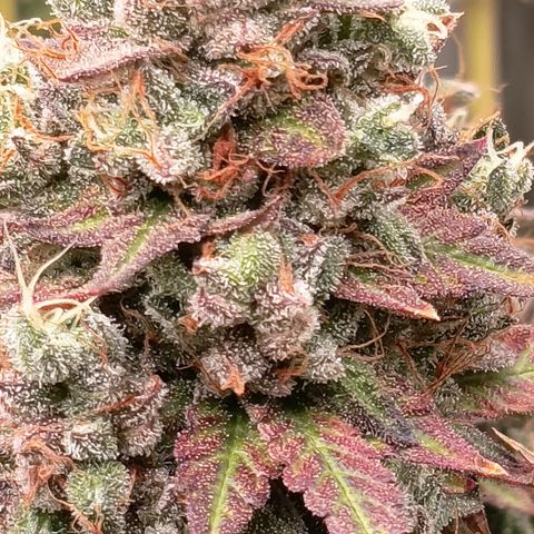 Green Gelato  growlog timeline photo