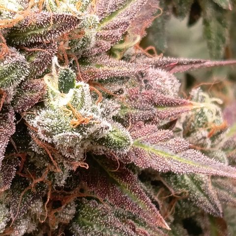 Green Gelato  growlog timeline photo