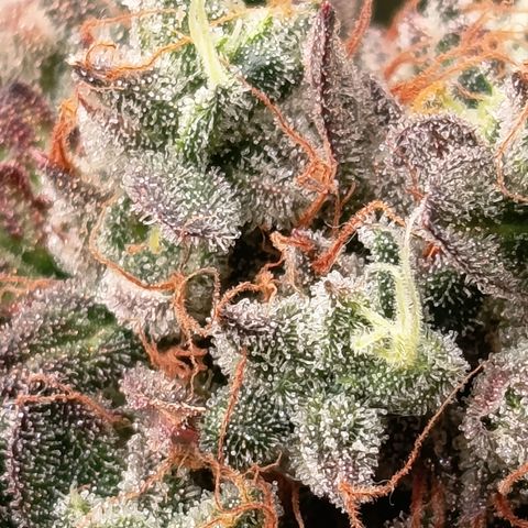 Green Gelato  growlog timeline photo