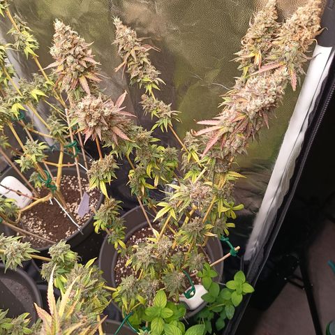 Green Gelato  growlog timeline photo