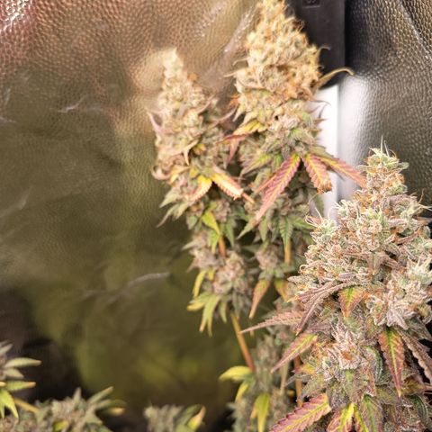 Green Gelato  growlog timeline photo