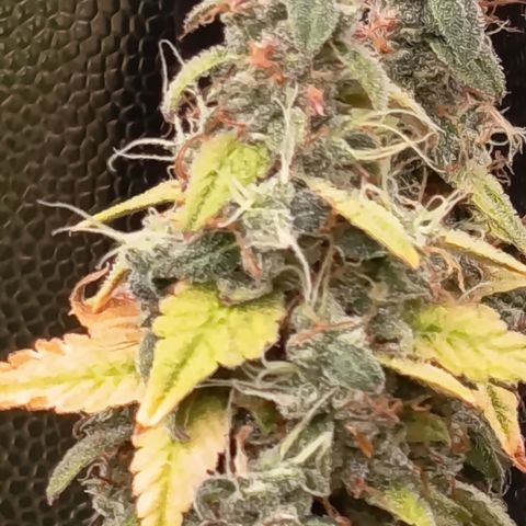 Sherbet Queen  growlog timeline photo