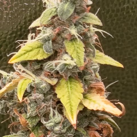 Sherbet Queen  growlog timeline photo