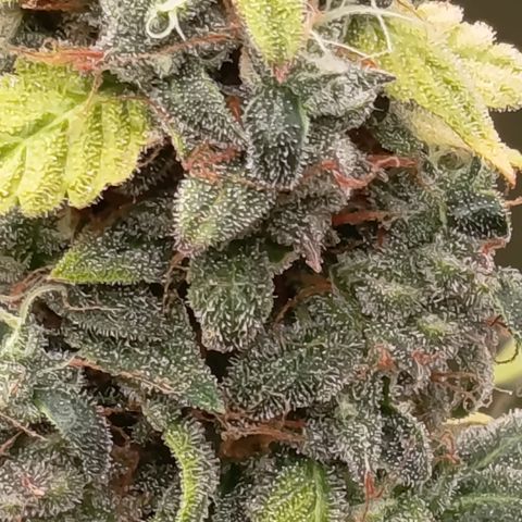 Sherbet Queen  growlog timeline photo