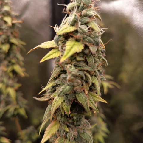 Sherbet Queen  growlog timeline photo