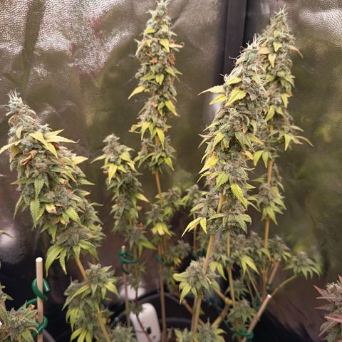 Sherbet Queen  growlog timeline photo