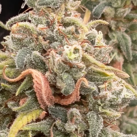 Pink Runtz  growlog timeline photo