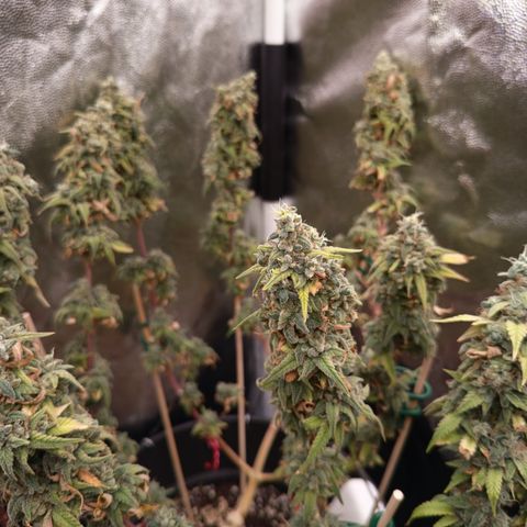 Pink Runtz  growlog timeline photo