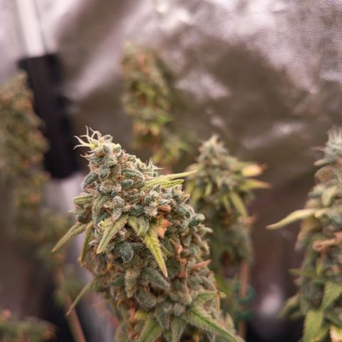 Pink Runtz  growlog timeline photo