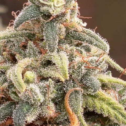 Pink Runtz  growlog timeline photo