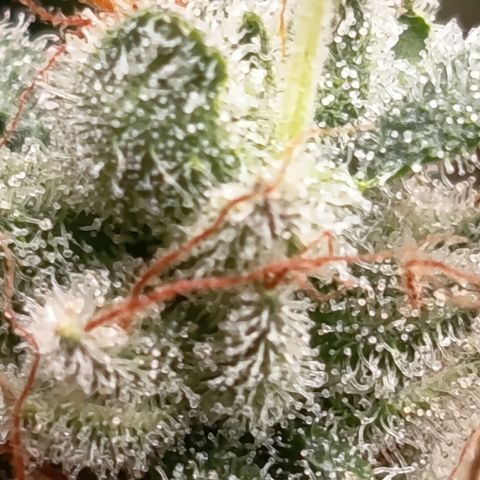 Fat Gorilla  growlog timeline photo
