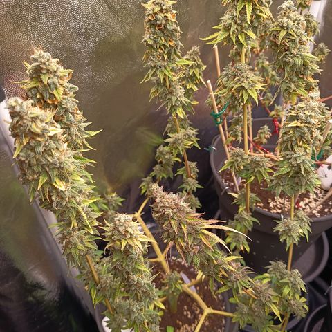 Fat Gorilla  growlog timeline photo