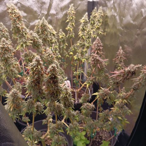 Fat Gorilla  growlog timeline photo