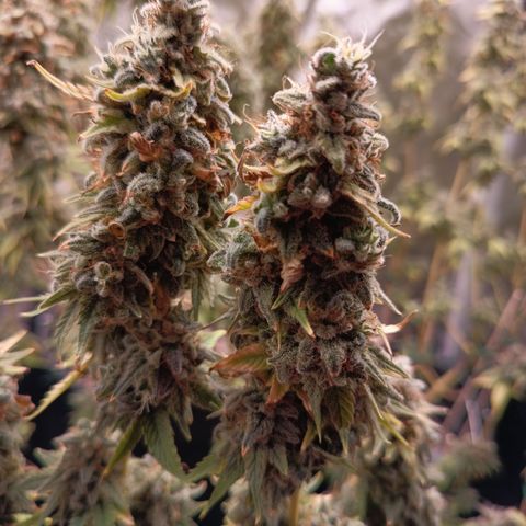 Fat Gorilla  growlog timeline photo