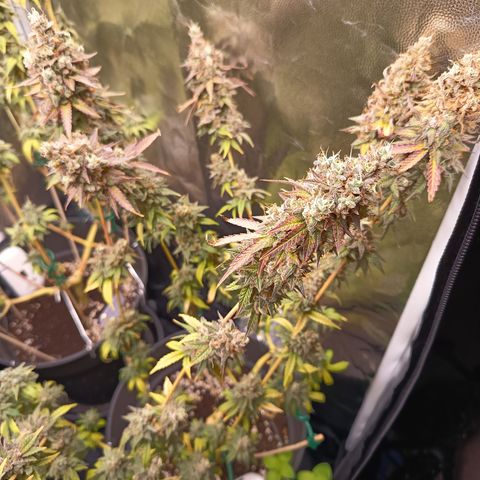 Green Gelato  growlog timeline photo