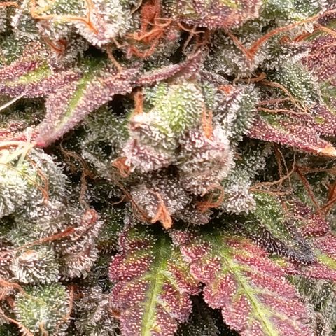 Green Gelato  growlog timeline photo