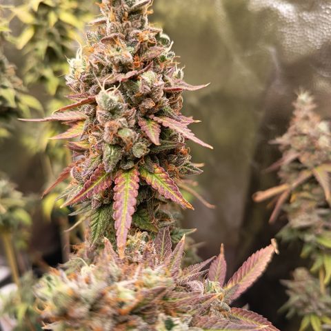 Green Gelato  growlog timeline photo