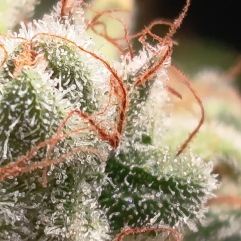 Fat Gorilla  growlog timeline photo