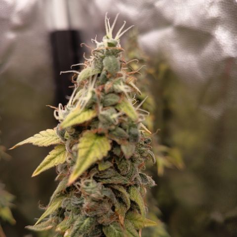 Sherbet Queen  growlog timeline photo